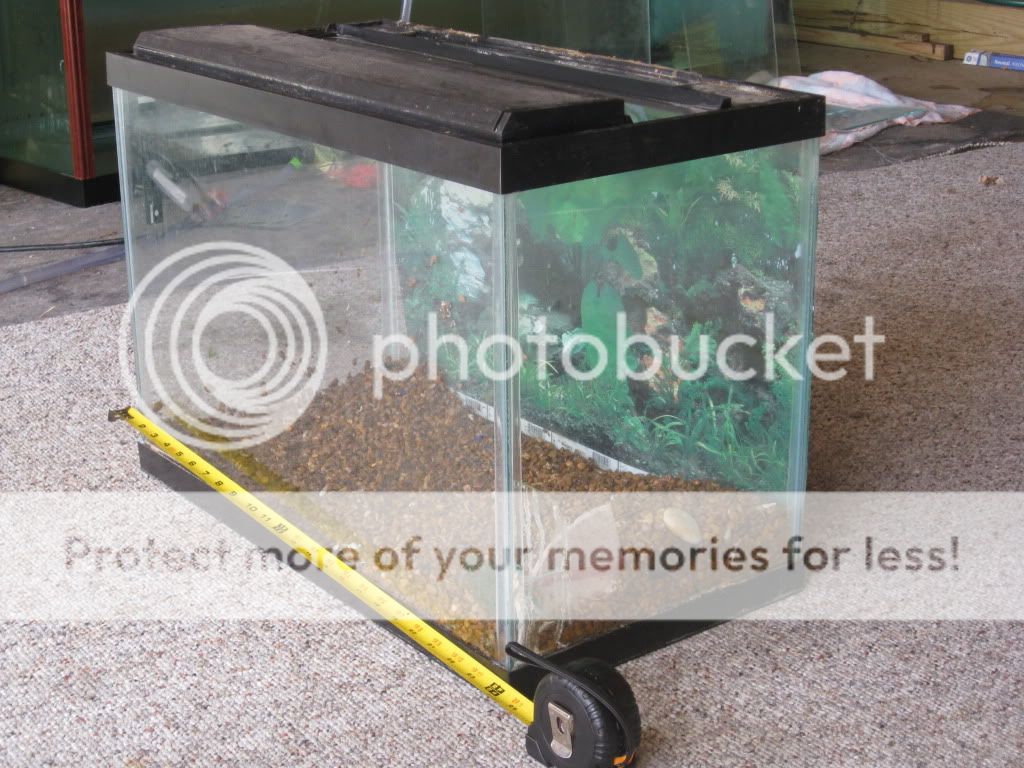 20 Gallon Reptile Tank Pictures, Images & Photos Photobucket